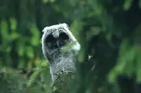 [Shiina] Noraneko Shoujo to no Kurashikata Ch. 4-14 [Chinese] [虎斑木菟漢化] [Digital]