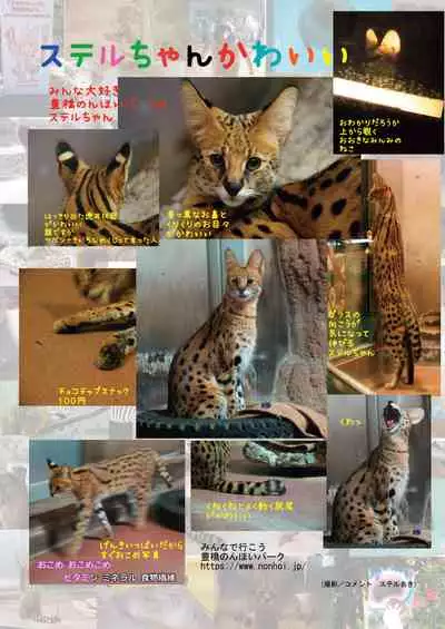 may Kemono Friends Thre Goudoushi