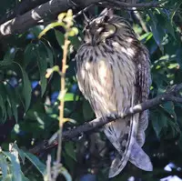 [Shiina] Noraneko Shoujo to no Kurashikata Ch. 4-9 [Chinese] [虎斑木菟漢化] [Digital]