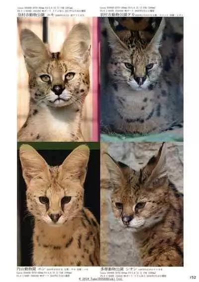 may Kemono Friends Thre Goudoushi