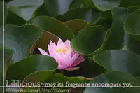 [Konno Kita] The Female Body (Yuri Hime 22) [English]